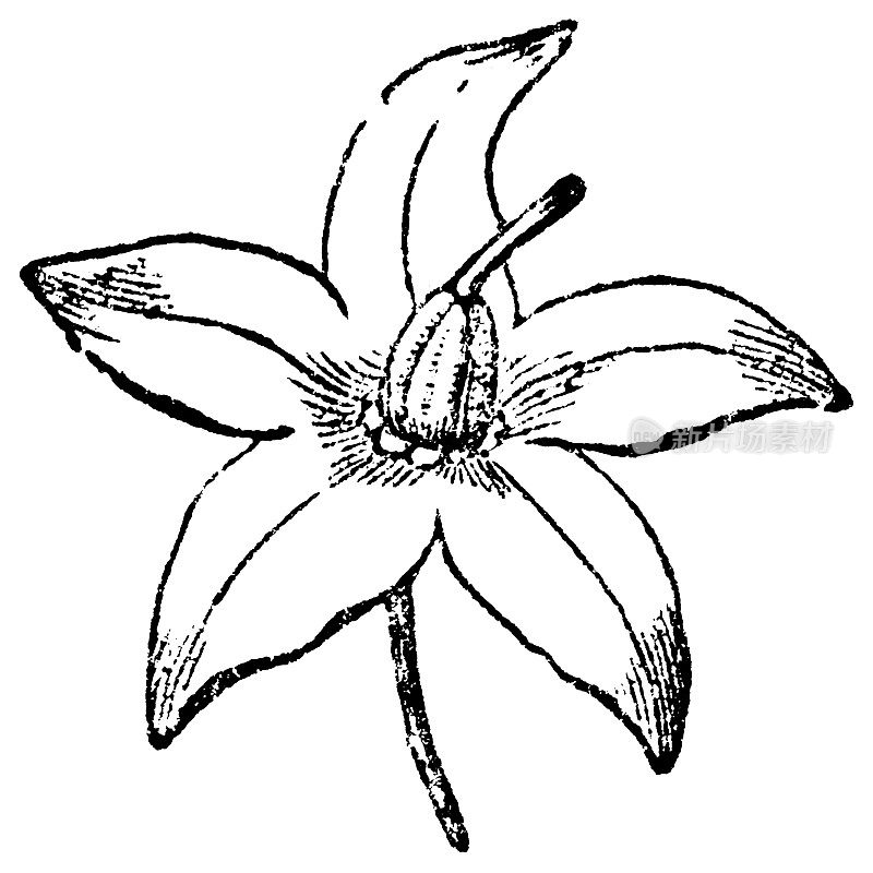 苦甜茄花(龙葵)- 19世纪